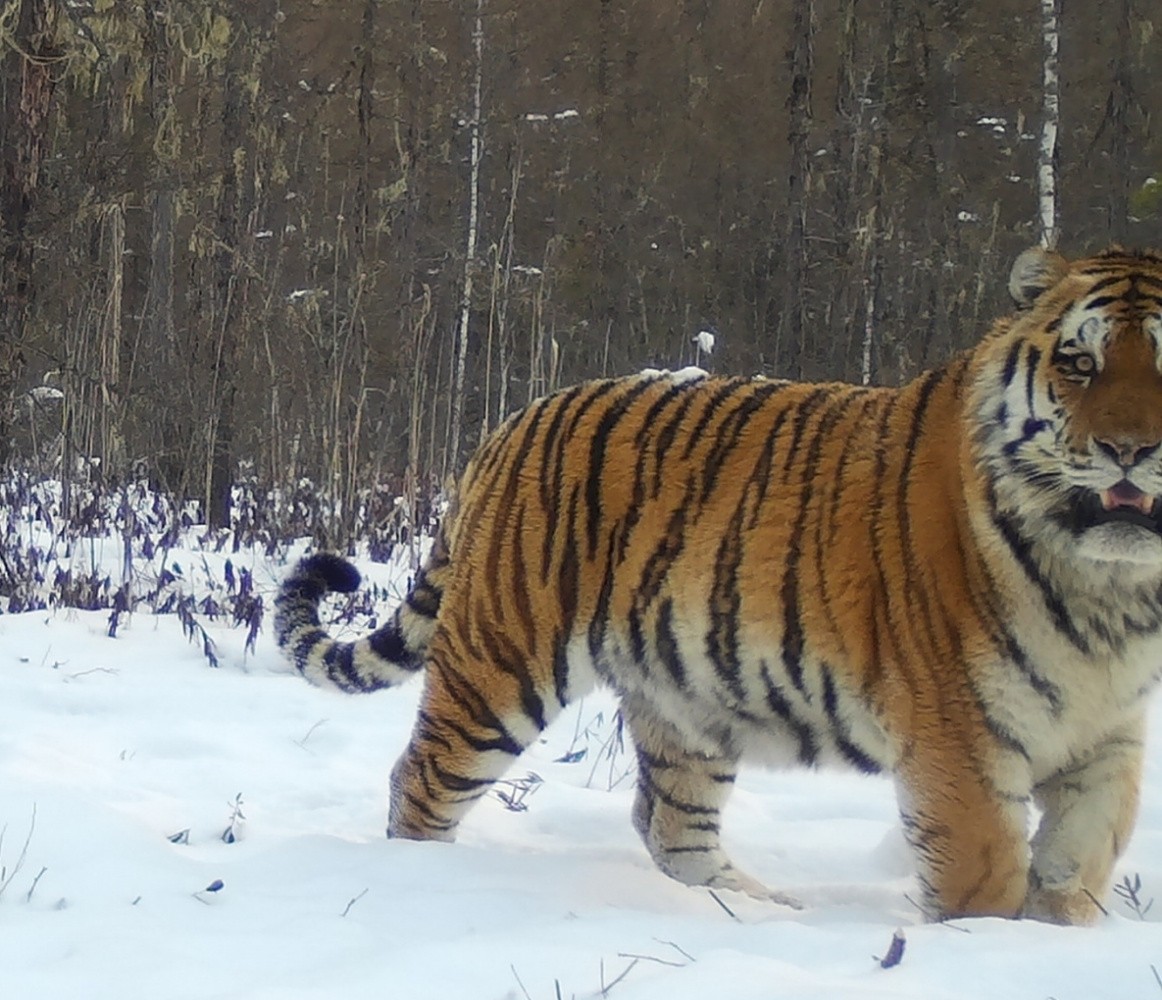 Обитающий в Хабаровском крае тигр-чудовище вернулся с триумфом