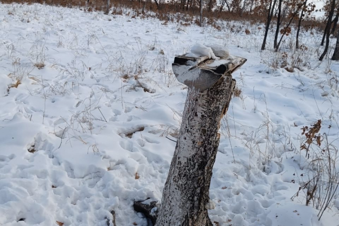 Охотники Хабаровского края пожертвовали копытным 300 килограммов соли