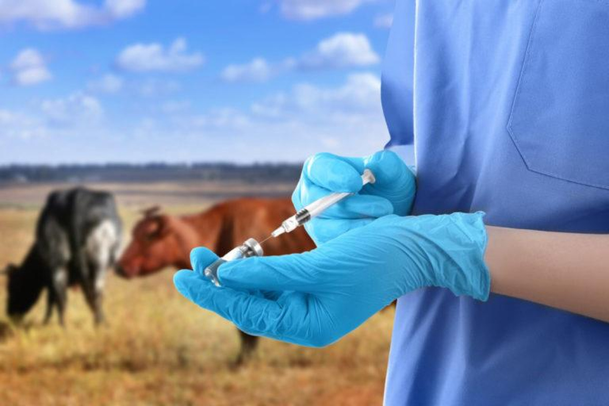 Ящур: в Хабаровском крае идёт поголовная вакцинация скота