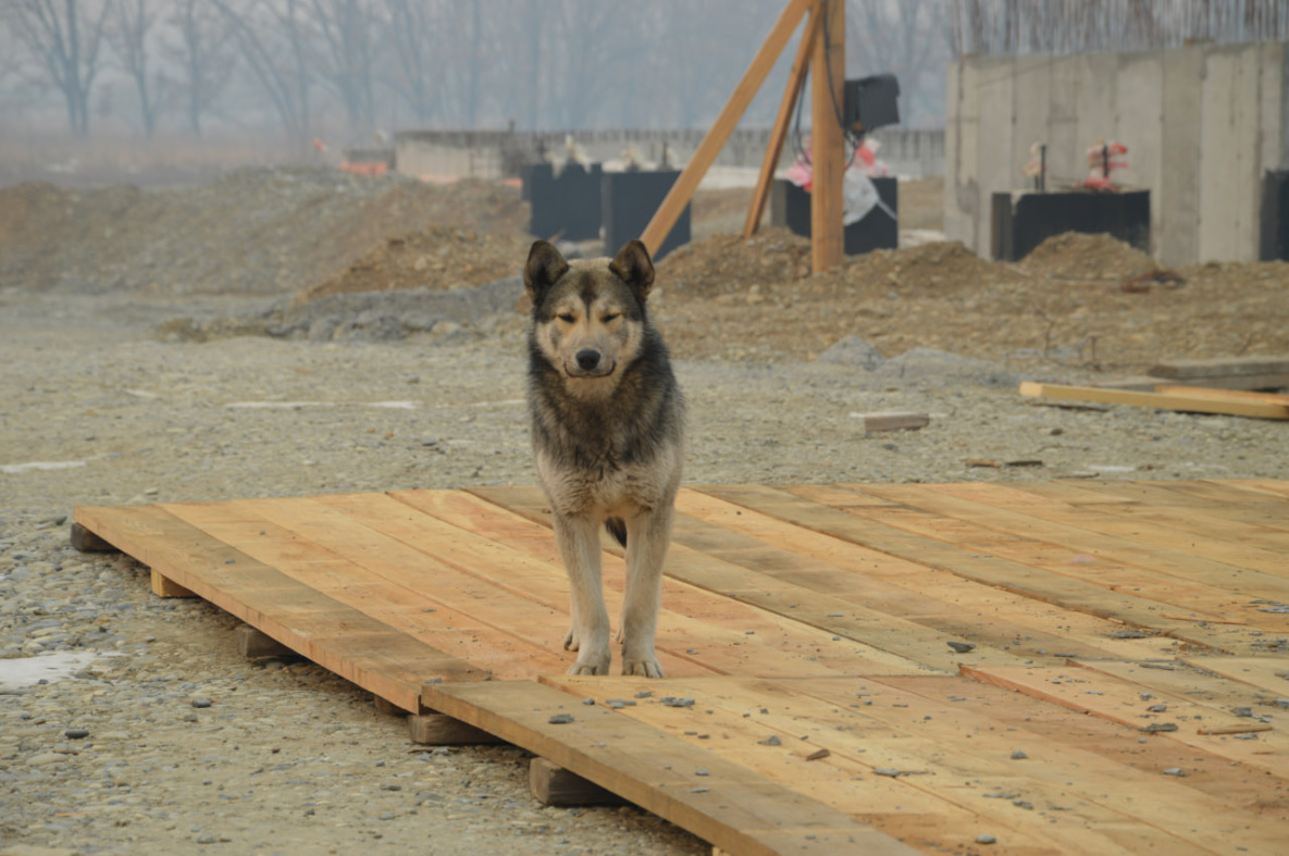 Новые правила обращения с бездомными собаками введут в Хабаровском крае