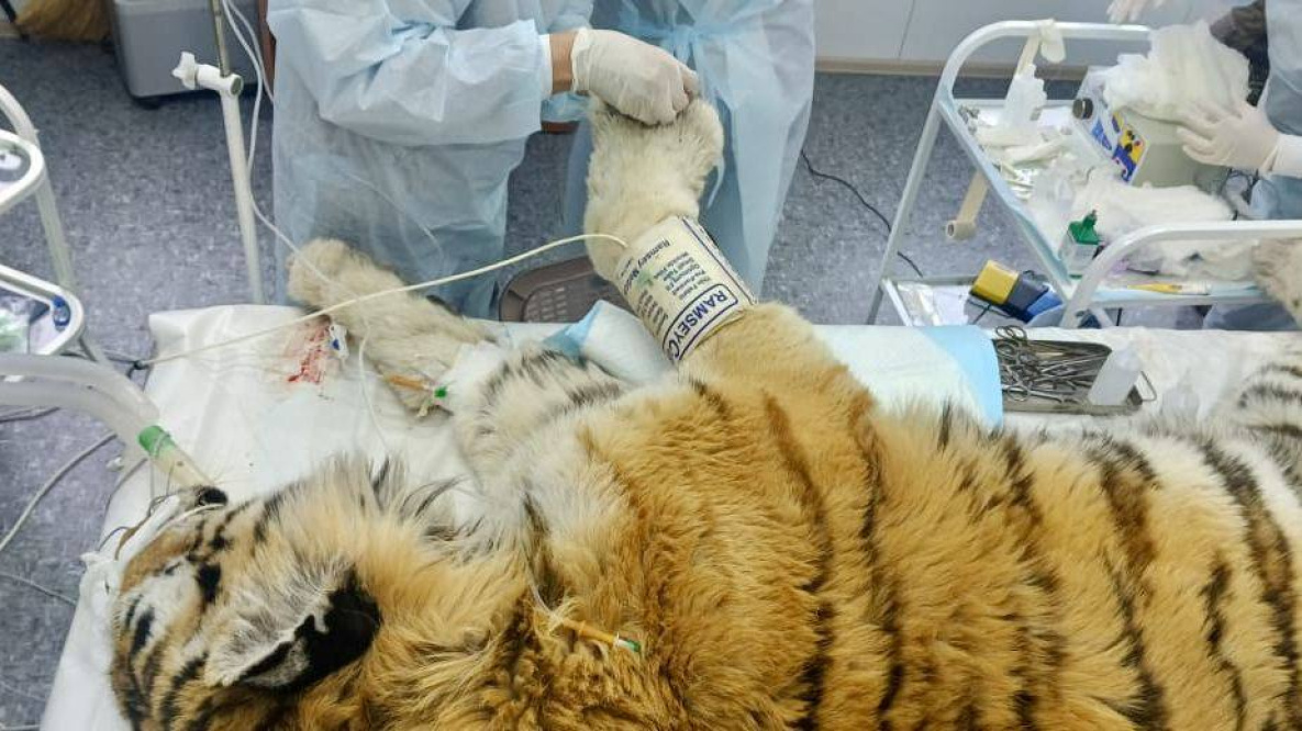 В Приморье прооперировали тигра из Хабаровского края