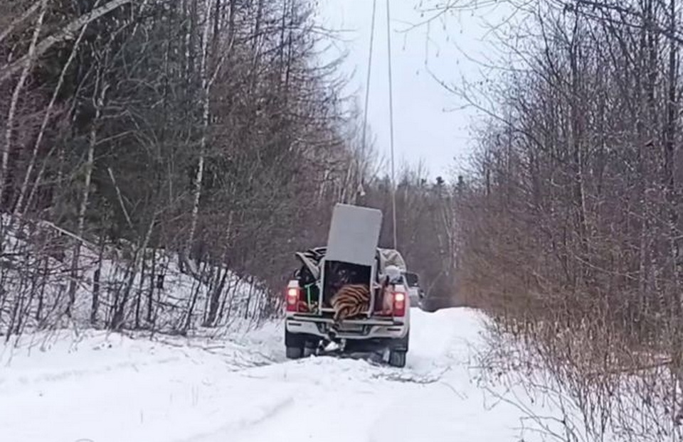 Четырёхлетнего тигра вернули в природу в Хабаровском крае