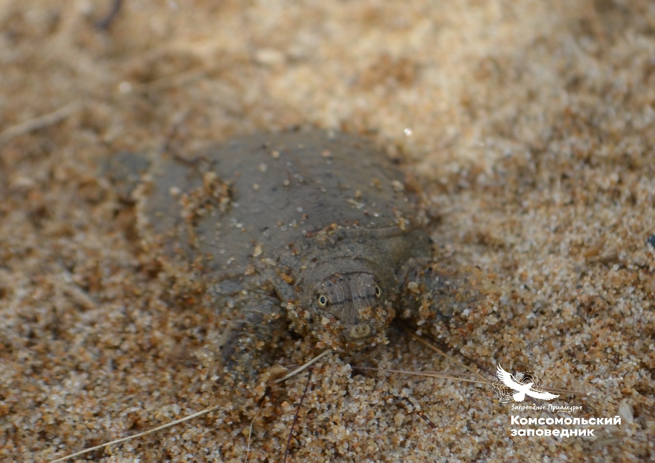 Норка разорила кладку с черепашьими яйцами в Хабаровском крае