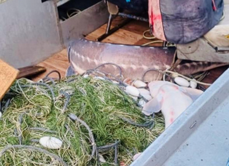 Трёх браконьеров с амурскими осетрами задержали в Хабаровском крае