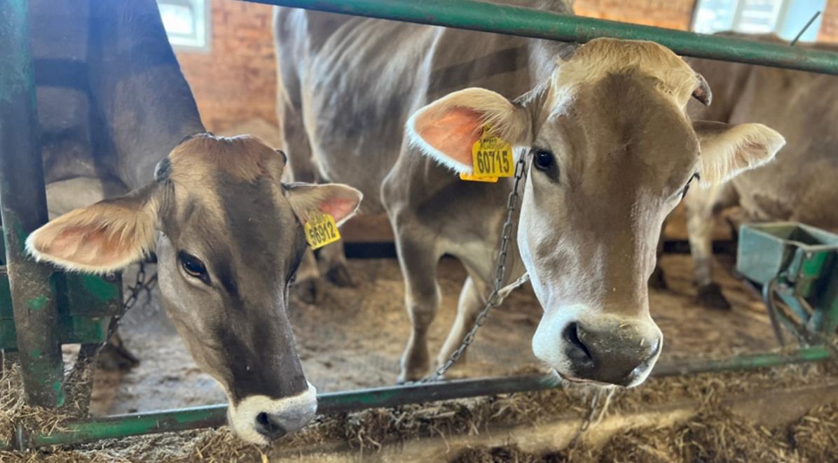 Животноводов Нанайского района поддержат субсидиями