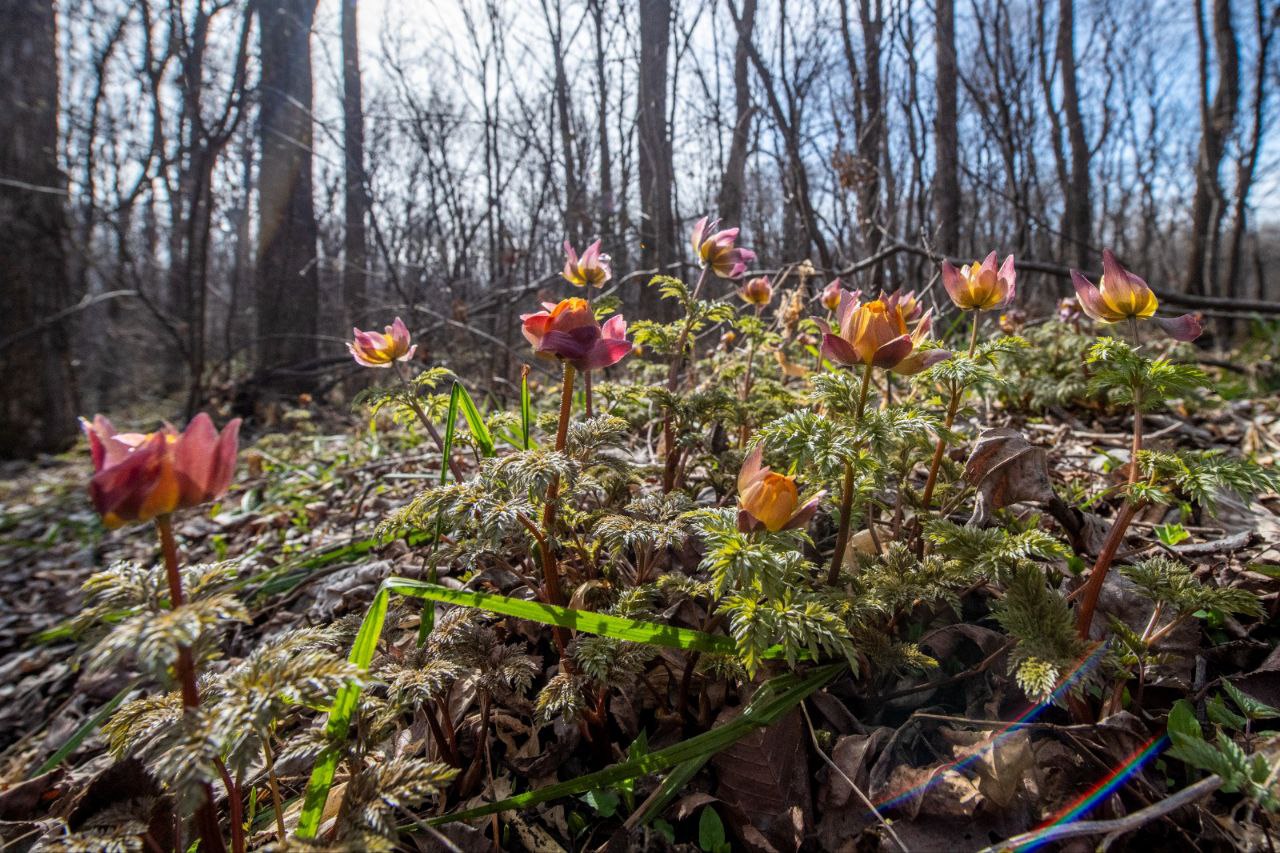 Тайга рядом с Комсомольском раскрасилась первоцветами