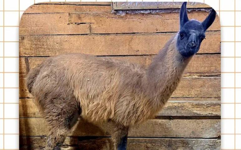 У ламы в зоосаде в пригороде Хабаровска появилось имя 