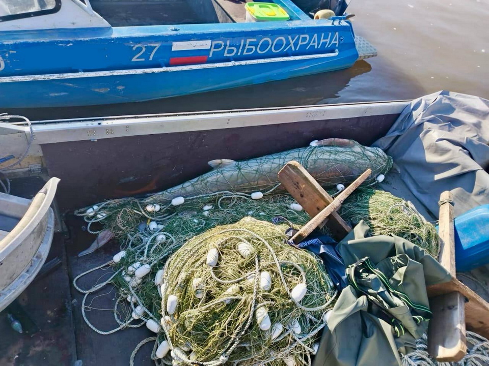 У браконьера в Хабаровском крае забрали моторную лодку и живую калугу