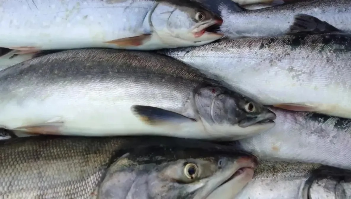 Рекордная за последние пять лет лососёвая путина идёт в Хабаровском крае 