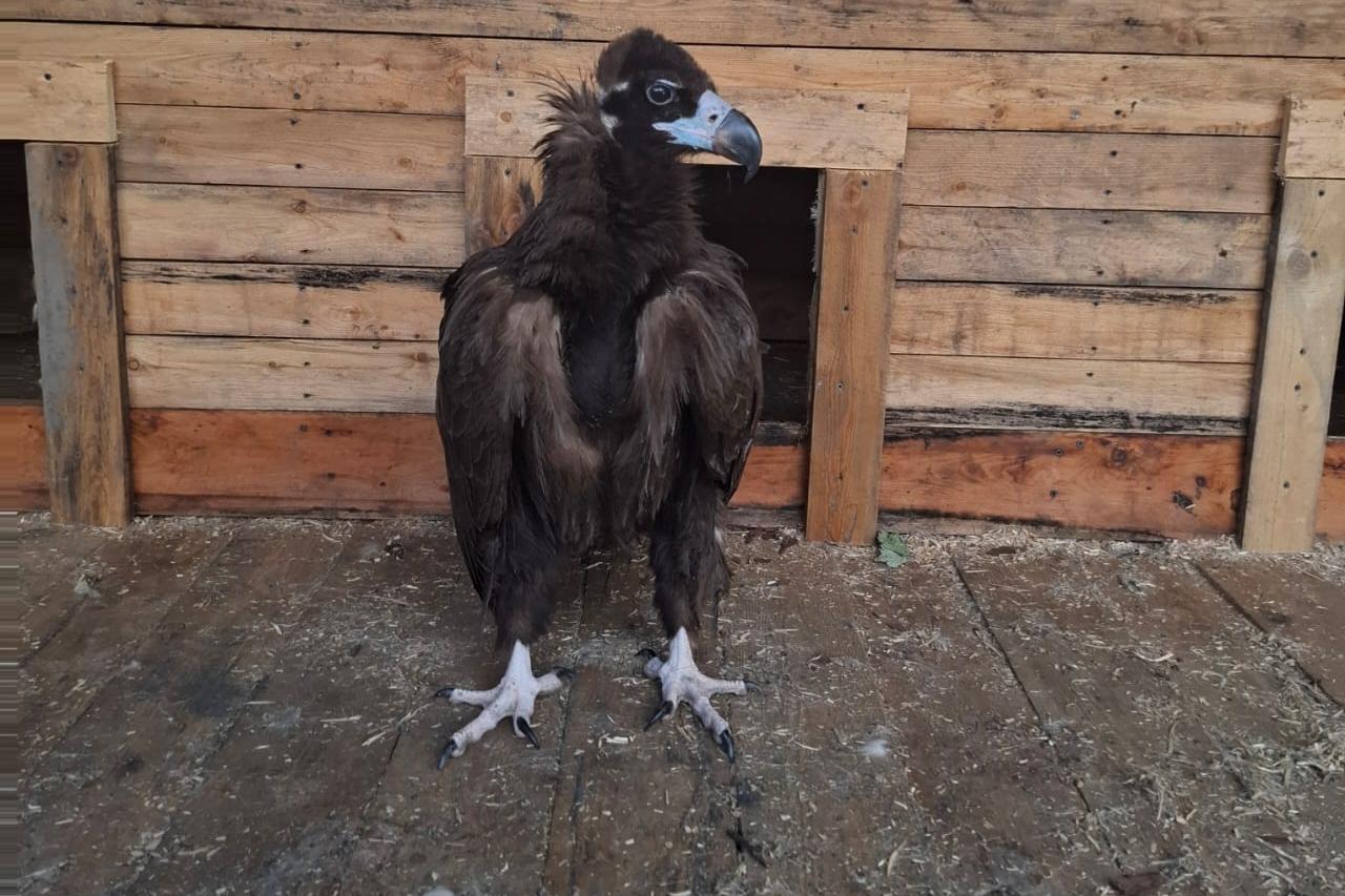 В Хабаровском крае решают судьбу найденного на БАМе редкого грифа