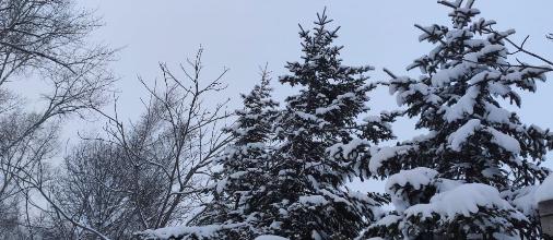 В Хабаровске потеплеет и к воскресенью ожидается снег 
