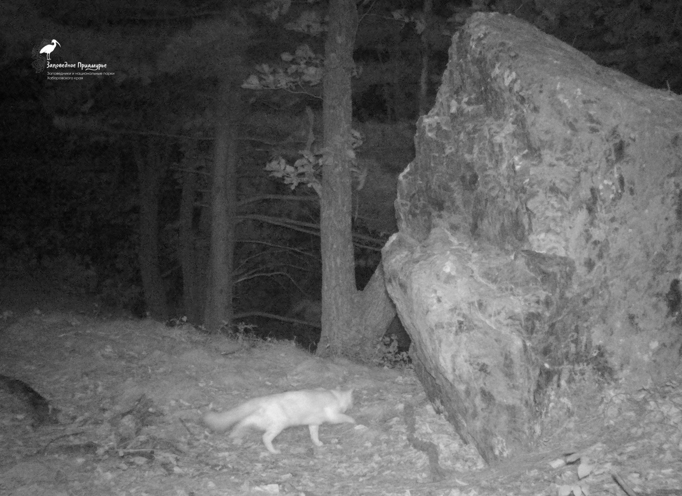 Неожиданного гостя зафиксировала фотоловушка в заповеднике под Хабаровском