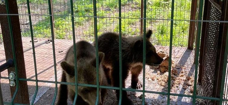 Ещё два уральских медвежонка осваиваются в Хабаровском крае
