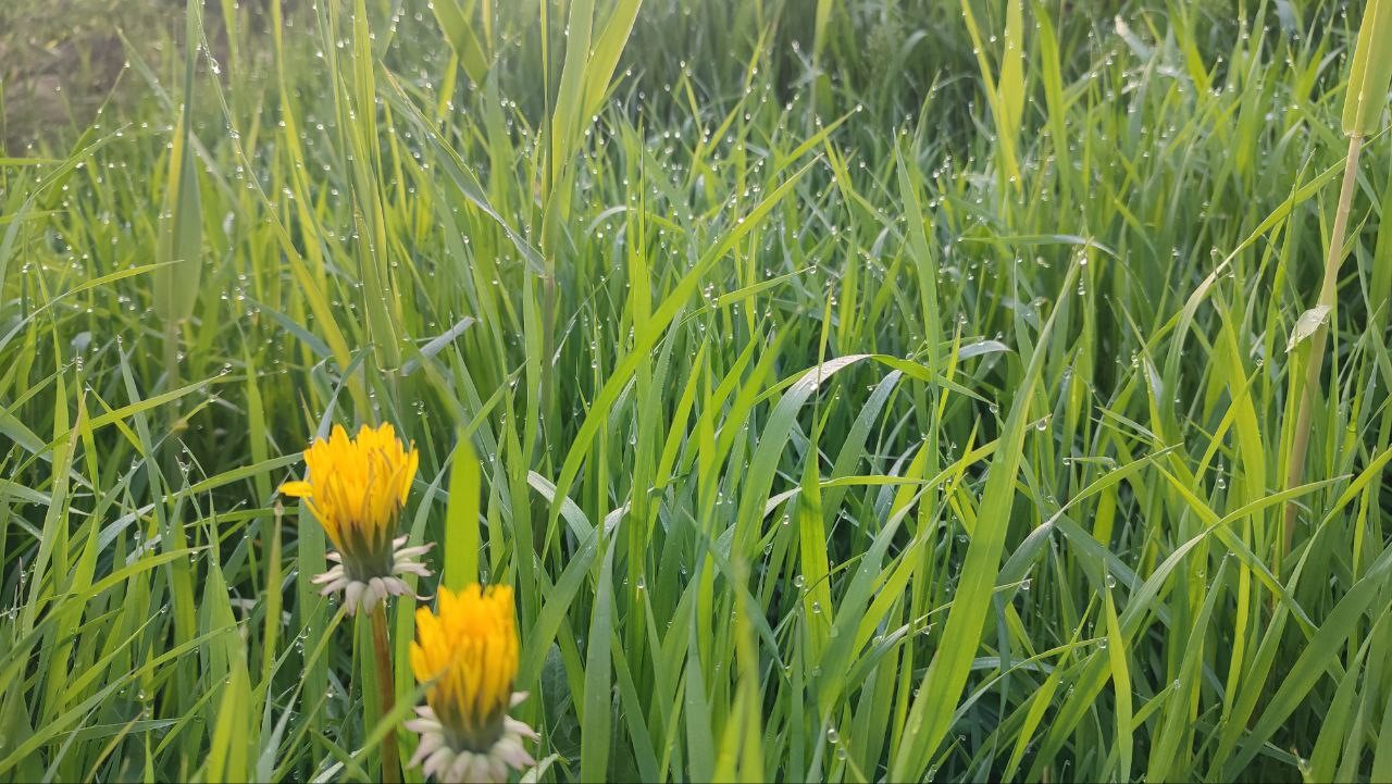 Прогноз на 3 июля: в Хабаровском крае пройдёт дождь, усилится ветер