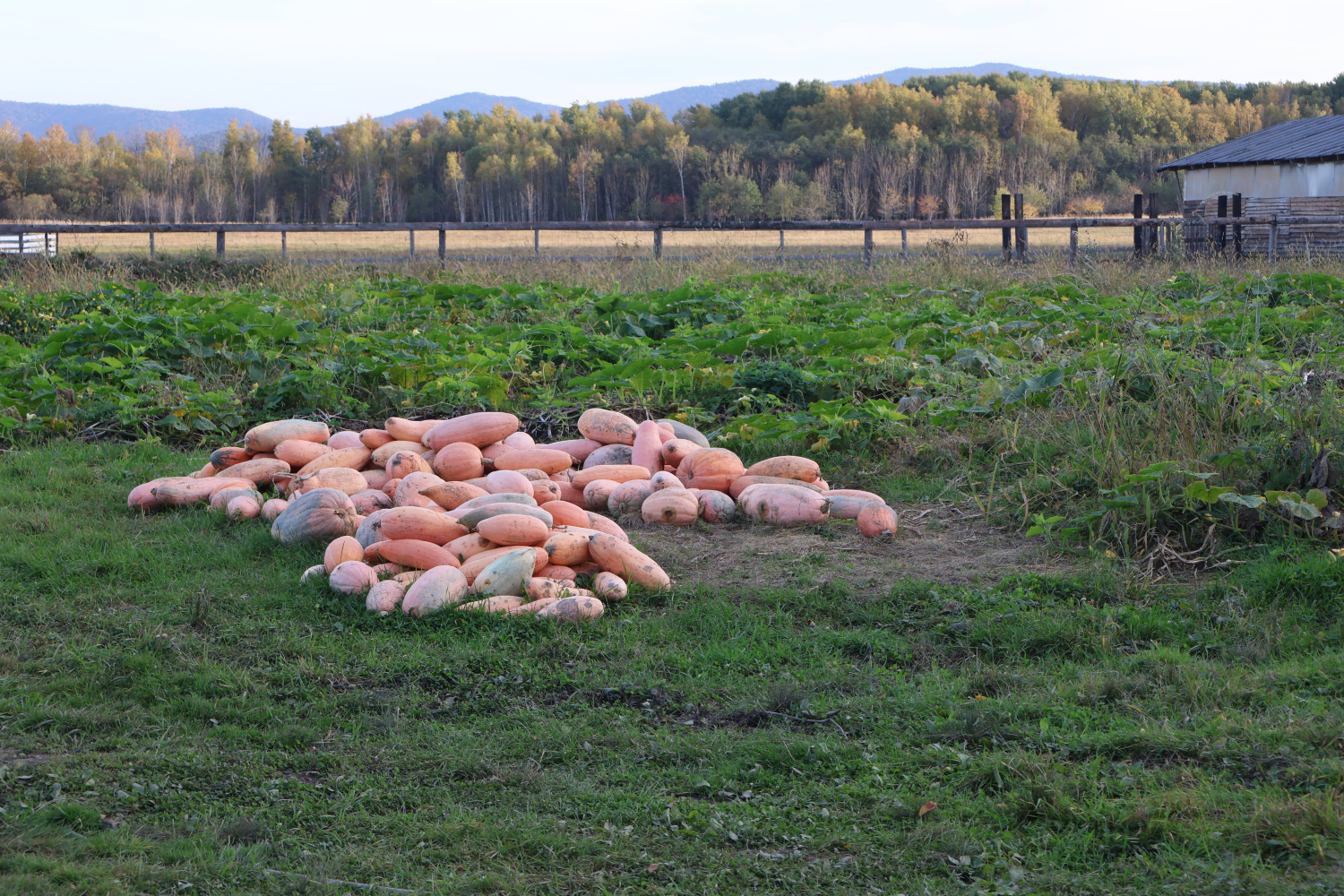 Температура во всём Хабаровском крае опустится ниже ноля