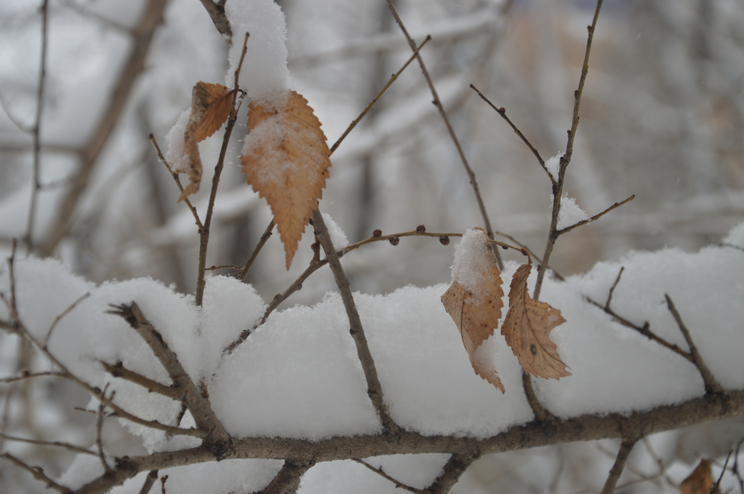 Передышка будет короткой: на Хабаровский край смещается новый циклон