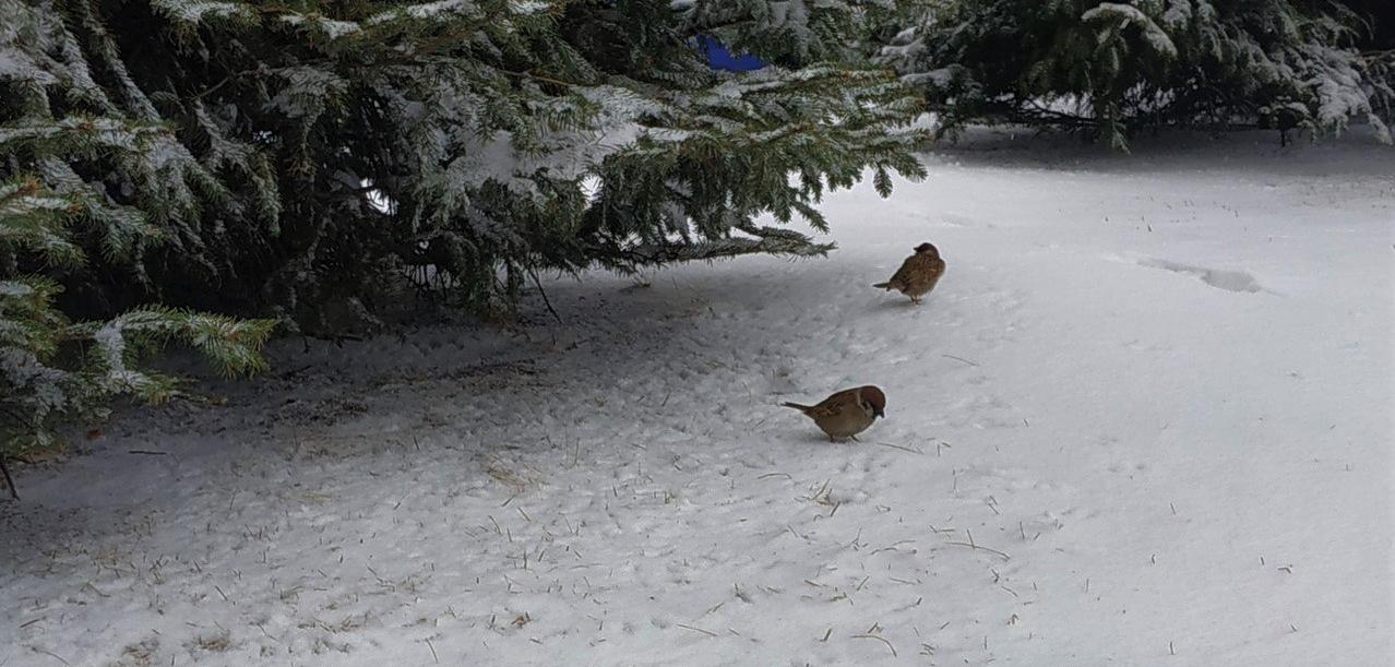 Хабаровский учёный объяснил, почему сокращается популяция воробьёв