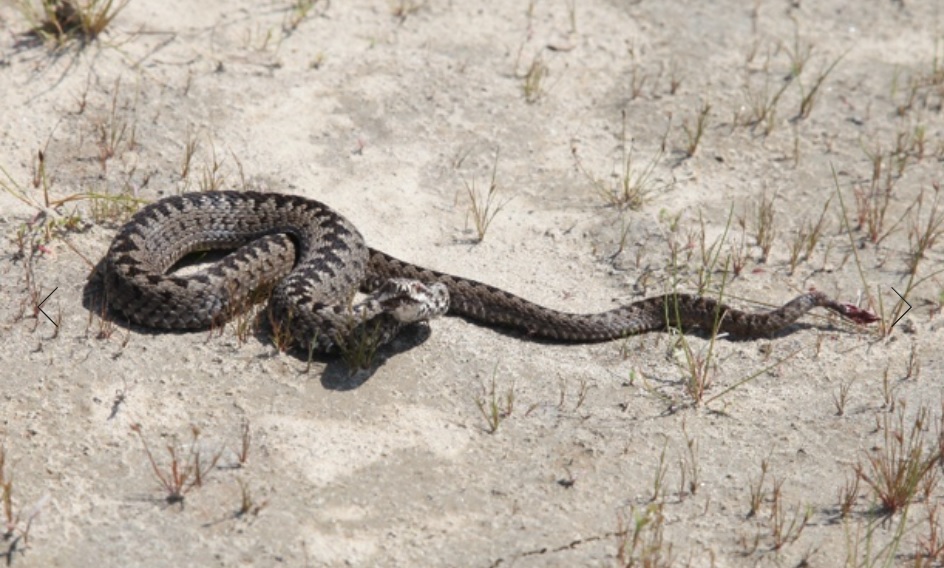 В туристических местах Приморья активизировались ядовитые змеи
