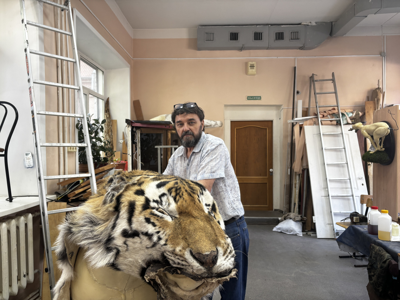 Таксидермист Гродековского музея дарит вторую «жизнь» погибшему тигру Одыру