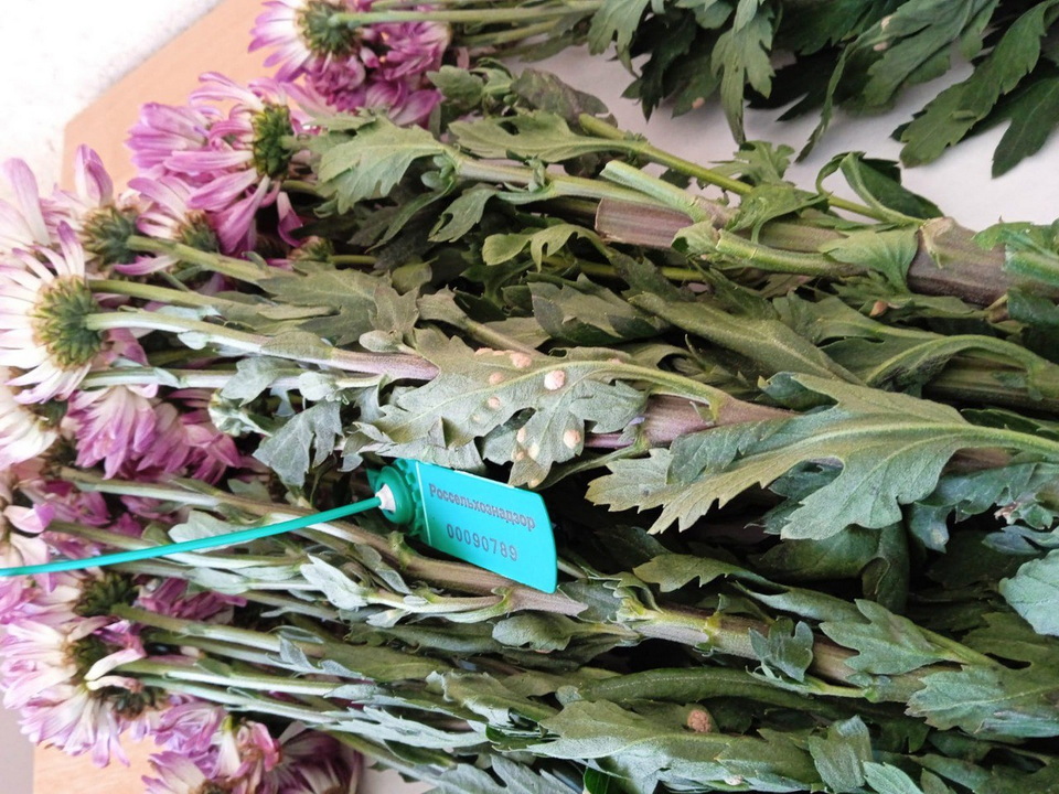 В Хабаровск не пустили 64 тысячи цветов из Китая