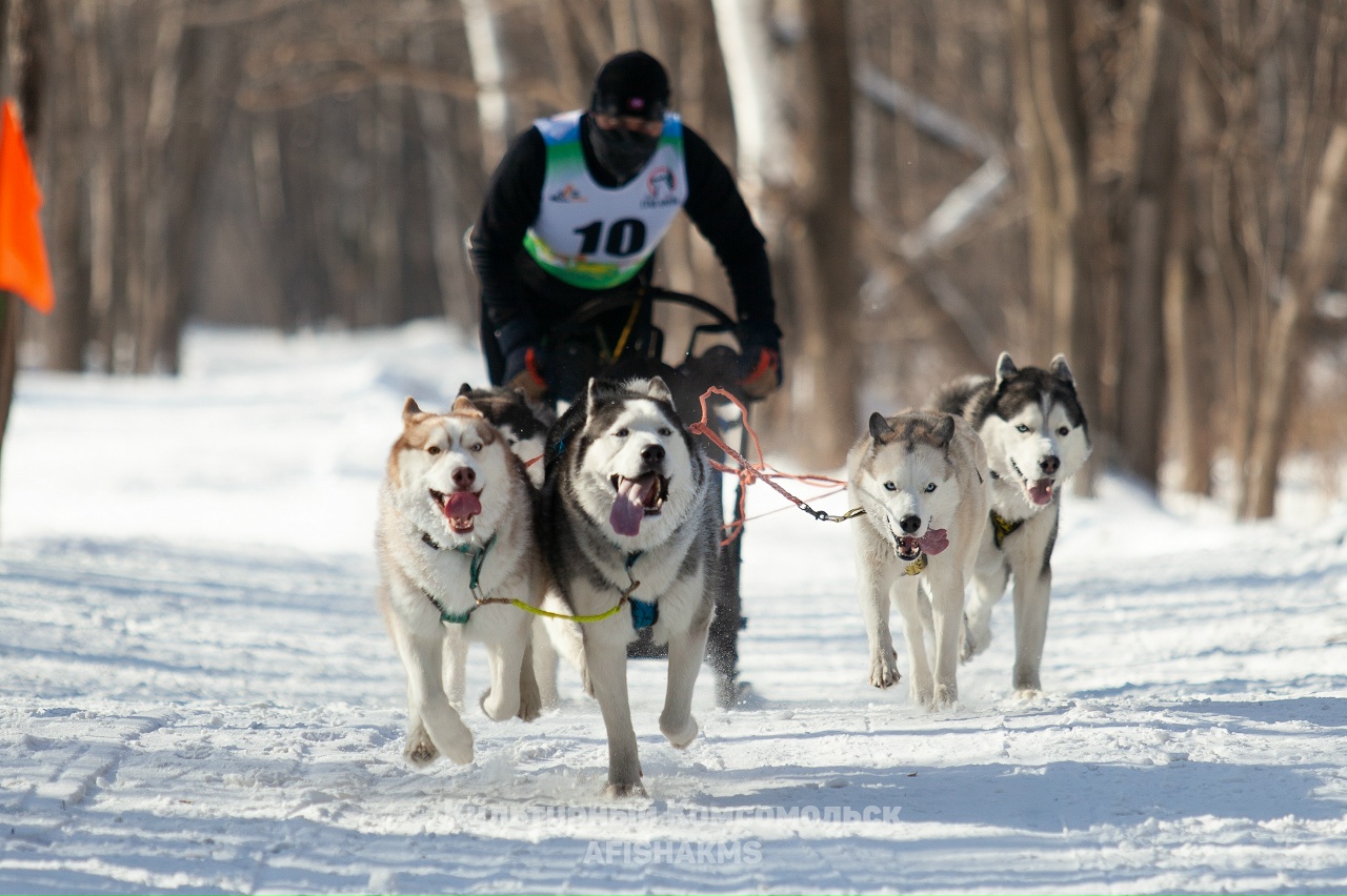 В Городе юности каюры расскажут «Легенды Амура»