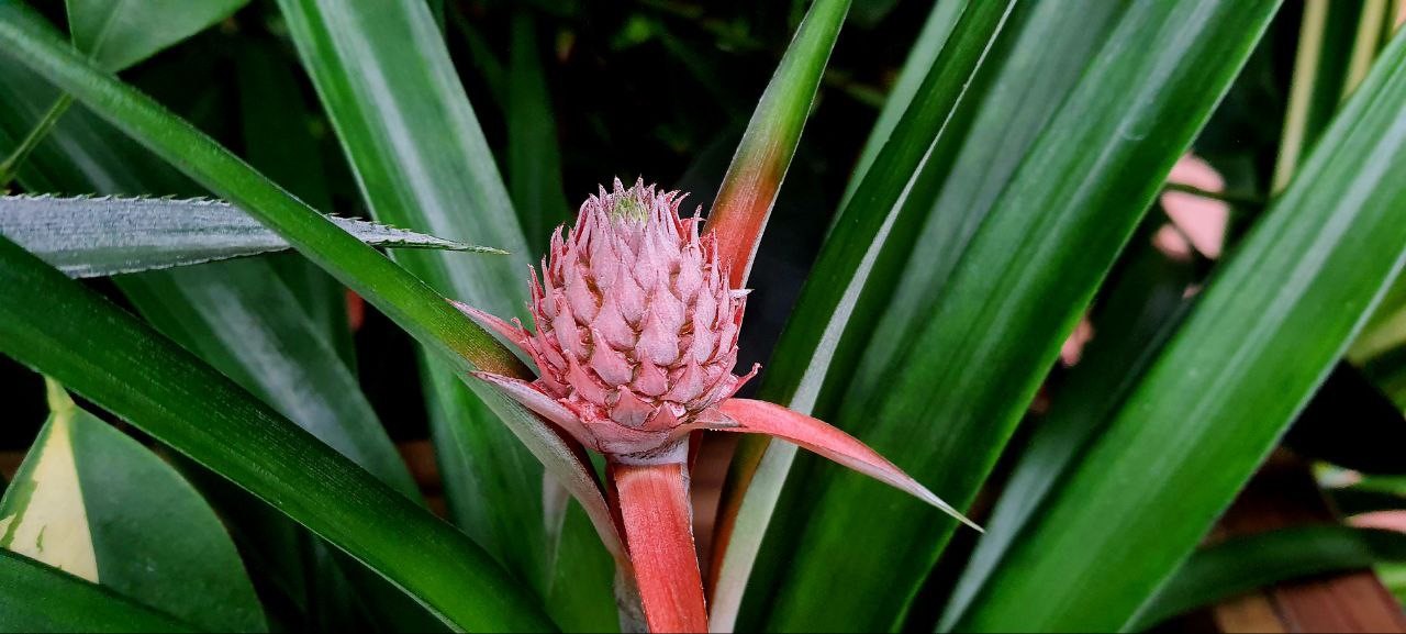 Ананас зацветает в Ботаническом саду Амурска 