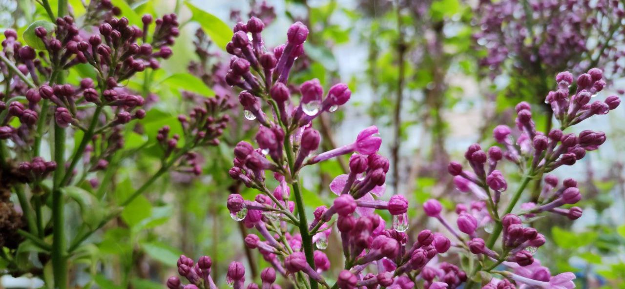 По-летнему тепло будет в Хабаровске в субботу 17 мая