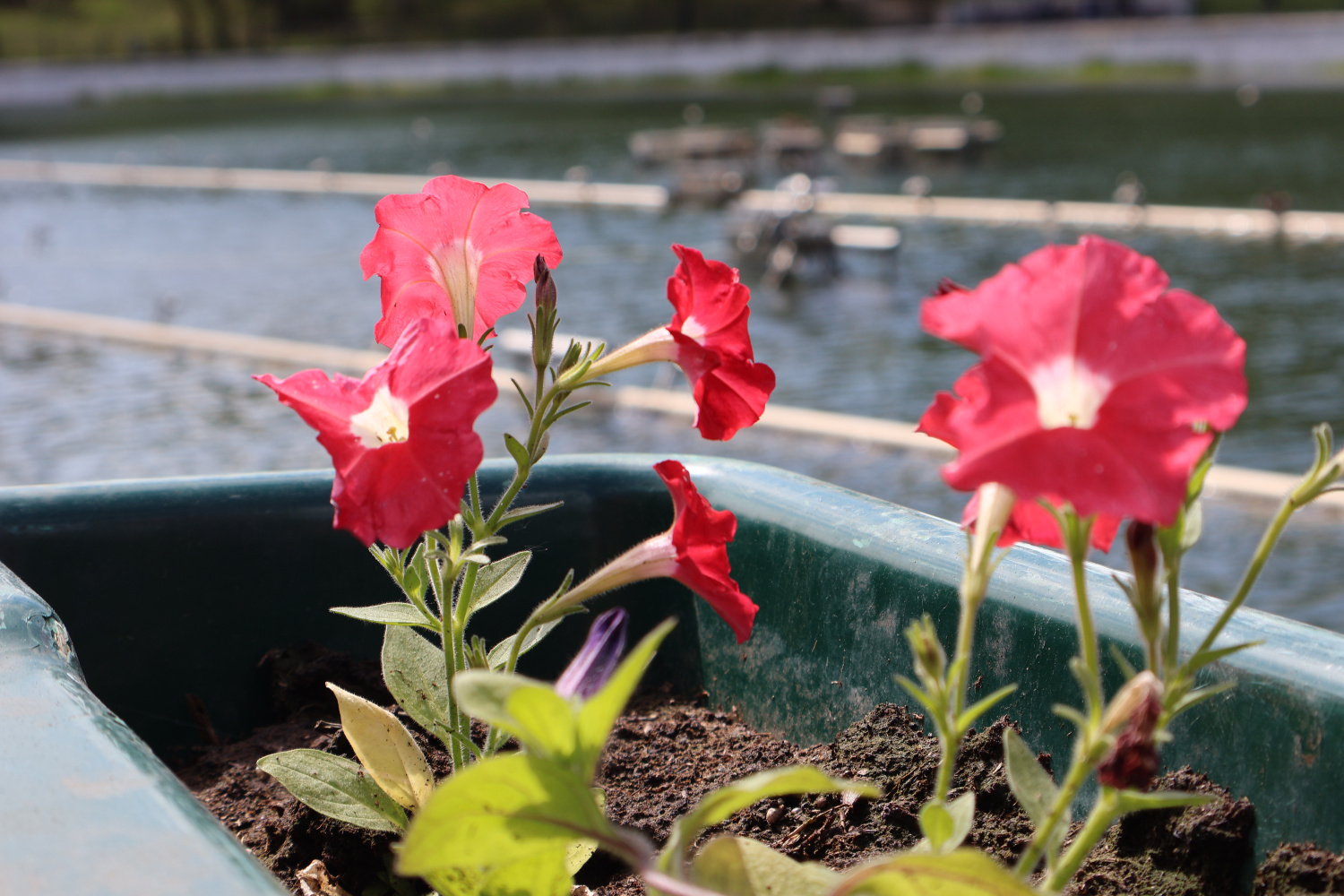 Полтора миллиона цветов украсили улицы и бульвары Хабаровска 