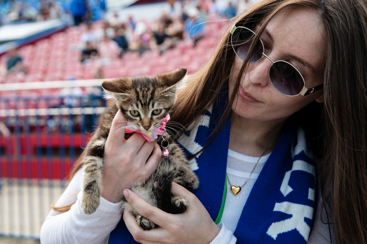 Футбольный клуб «СКА-Хабаровск» поможет бездомным кошкам обрести хозяев