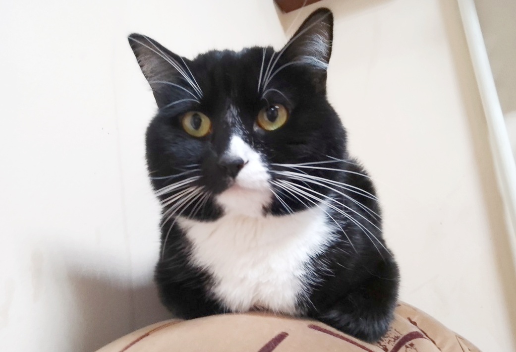 Российские учёные разработали уникальную вакцину от аллергии на кошек