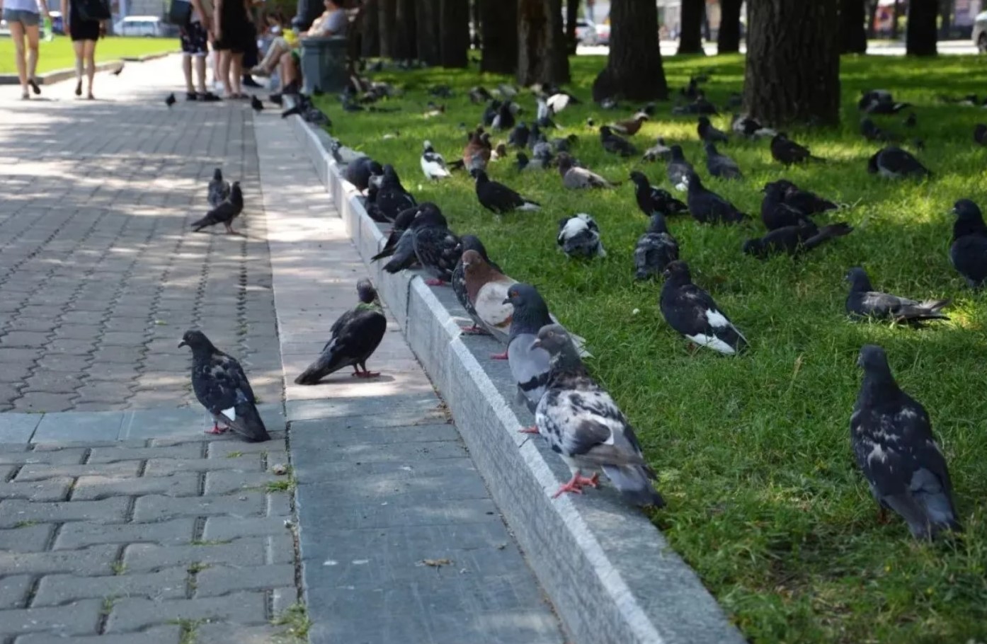 На этой неделе в Хабаровском крае будет прохладнее