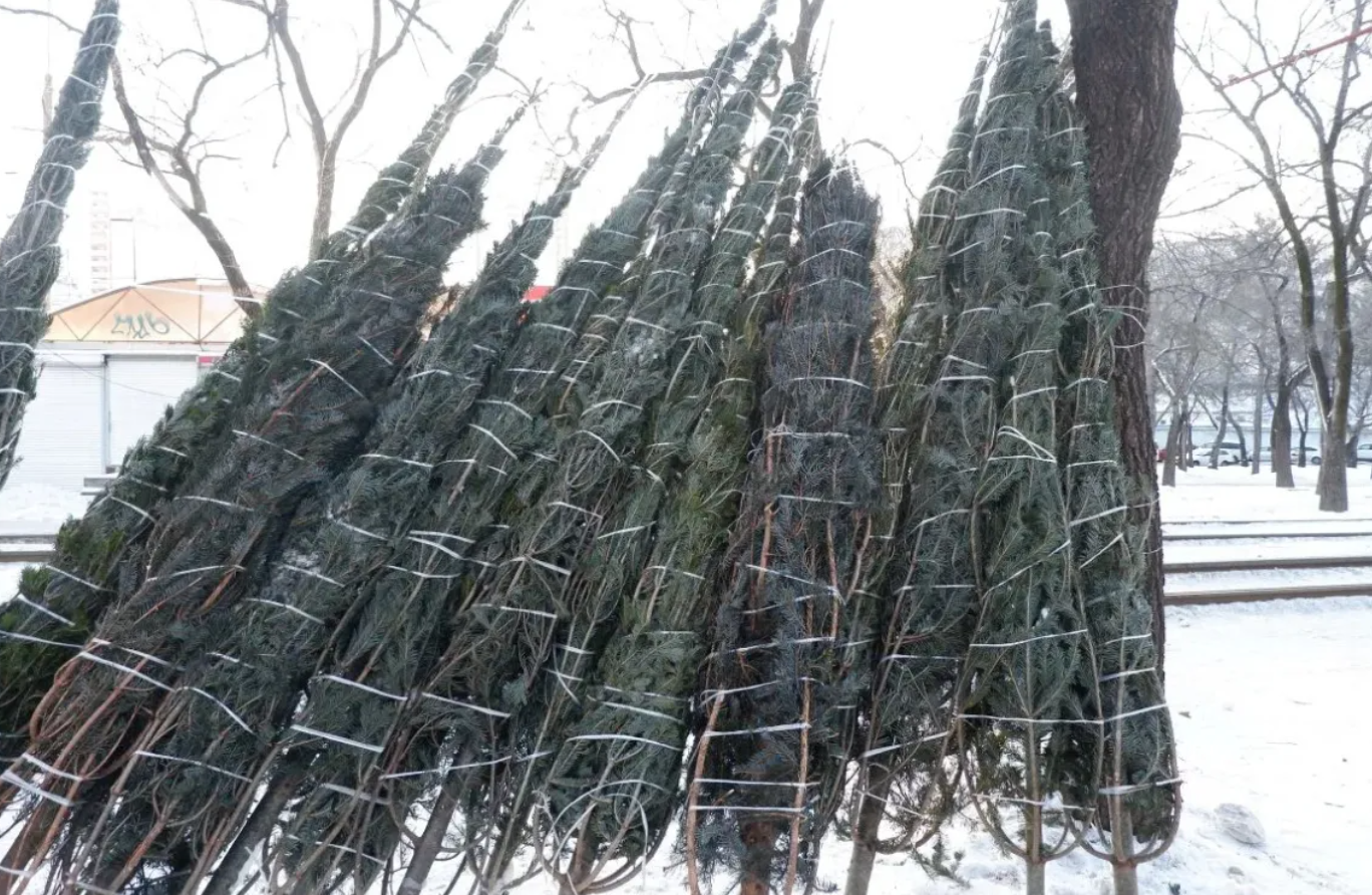 Обитателей зоосада «Приамурский» в Хабаровске подкормили конфискованными ёлками