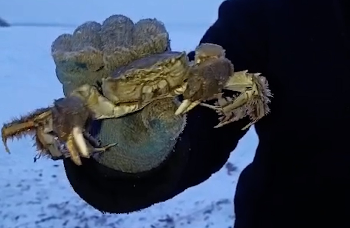 Хабаровчане в селе Сикачи-Алян выловили краба из Амура