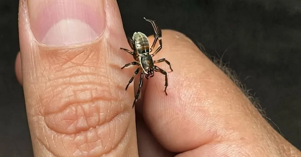 Медики рекомендуют хабаровчанам сделать прививку от клещевого энцефалита