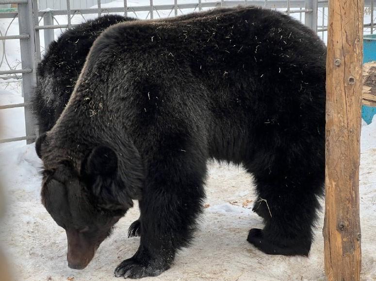 Весна пробудила медведей комсомольского зоологического центра «Питон»