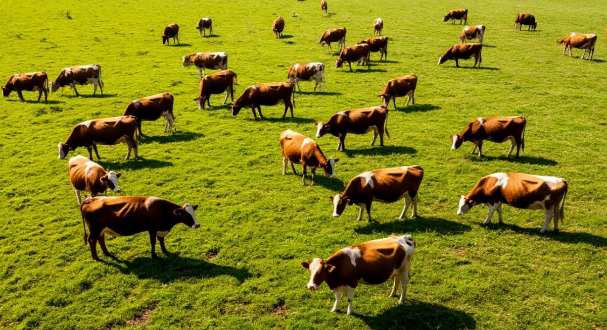 За коровами хабаровских фермеров проследят с воздуха