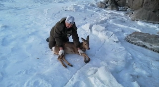 Косулю от разъярённой стаи собак спасли в Хабаровском крае