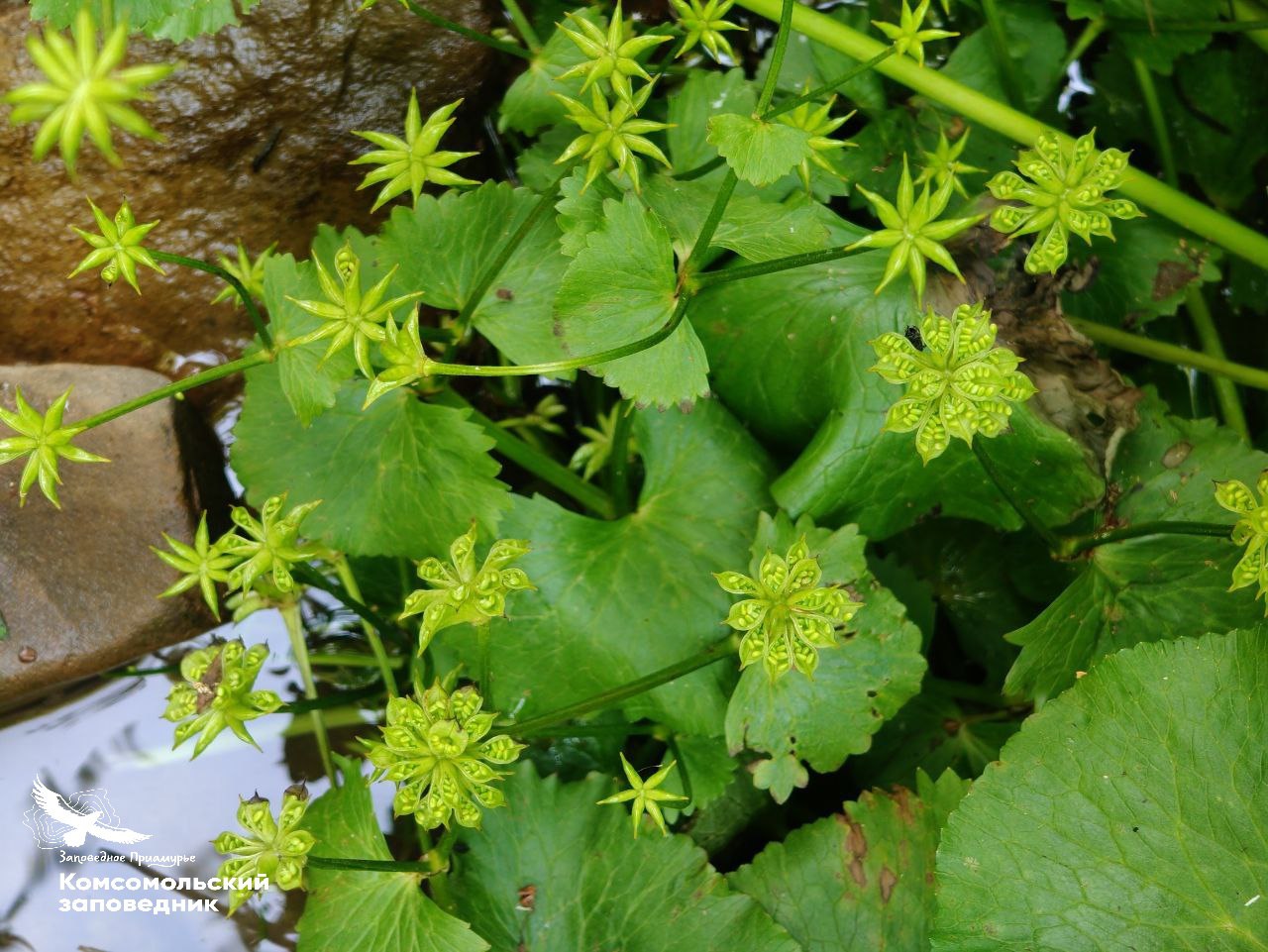 Как Хабаровский край пережил макушку лета