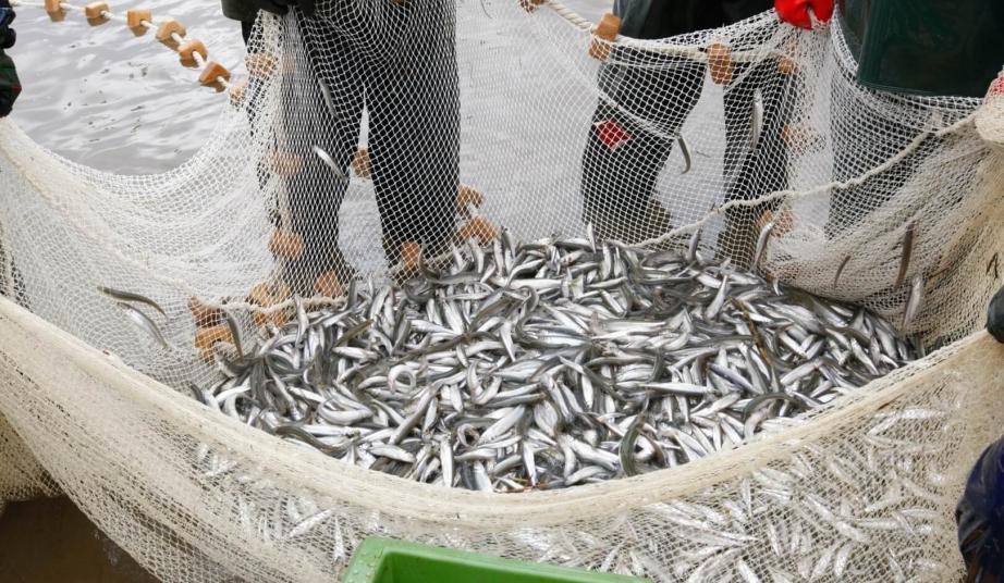 В Хабаровском крае увеличили квоту на вылов корюшки в Татарском проливе