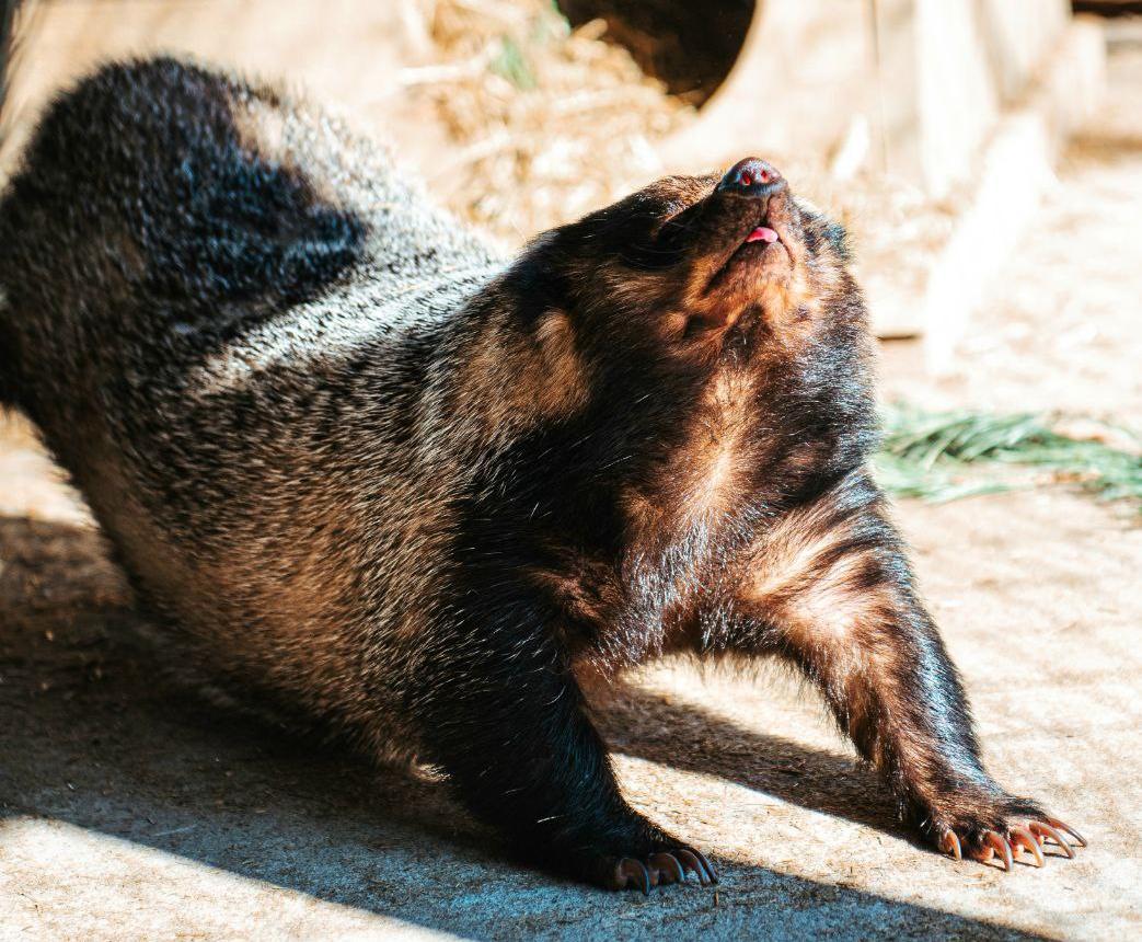 Верный признак весны – в хабаровском зоосаде проснулись барсуки