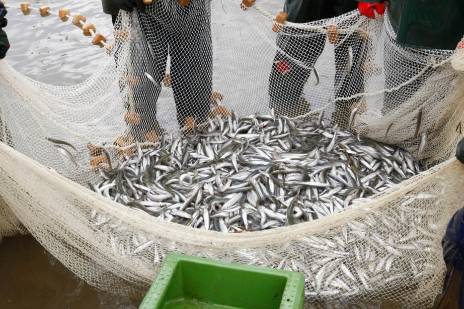 Рыбопродукция в 2023 году составила 90% экспорта Хабаровского края