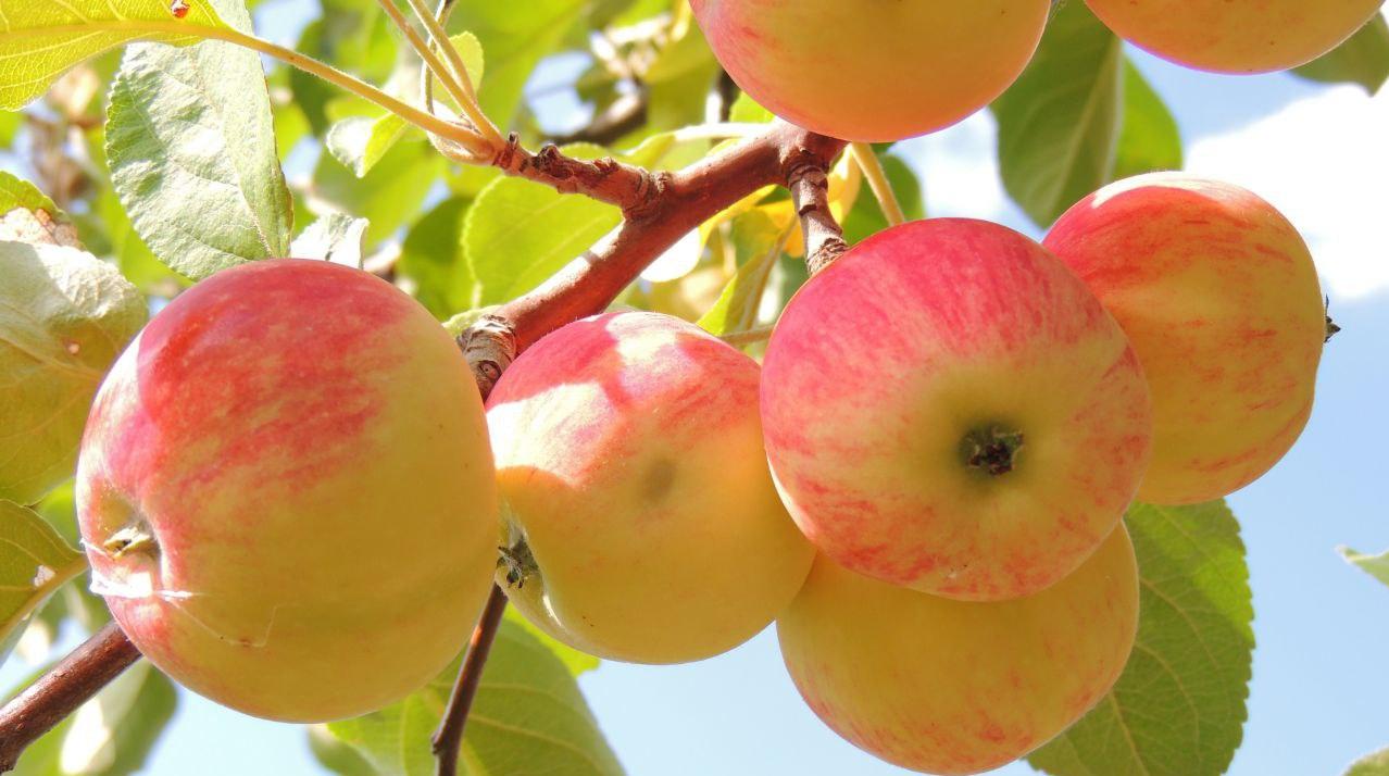 «Приамурский зоосад» под Хабаровском устраивает праздник румяного яблока