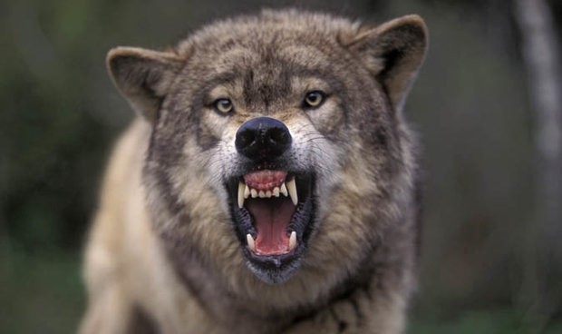 В Хабаровском крае могут появиться  бешеные волки