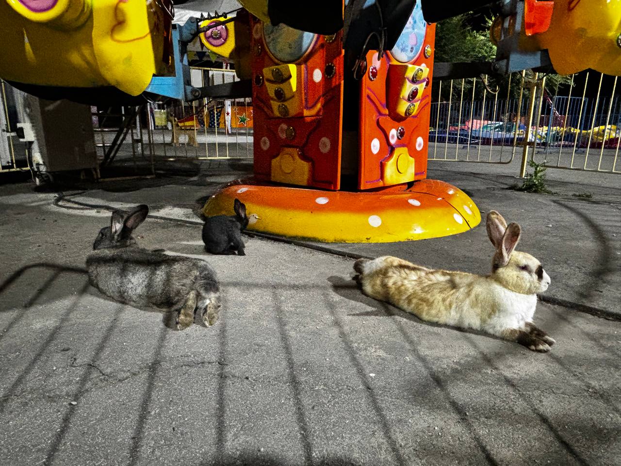 В парке на набережной Хабаровска поселились кролики