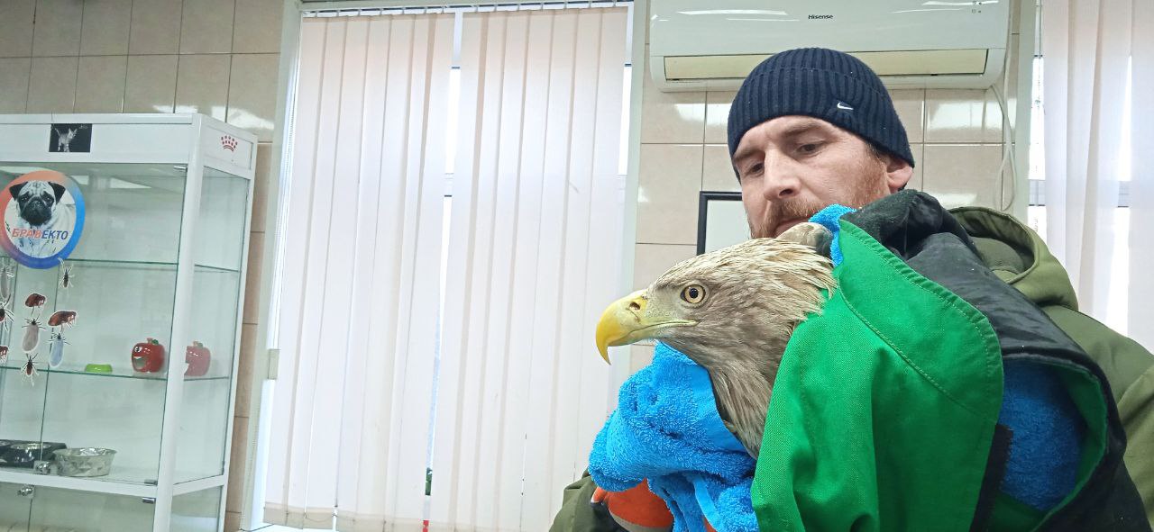 Водитель мусоровоза спас краснокнижного орлана под Хабаровском