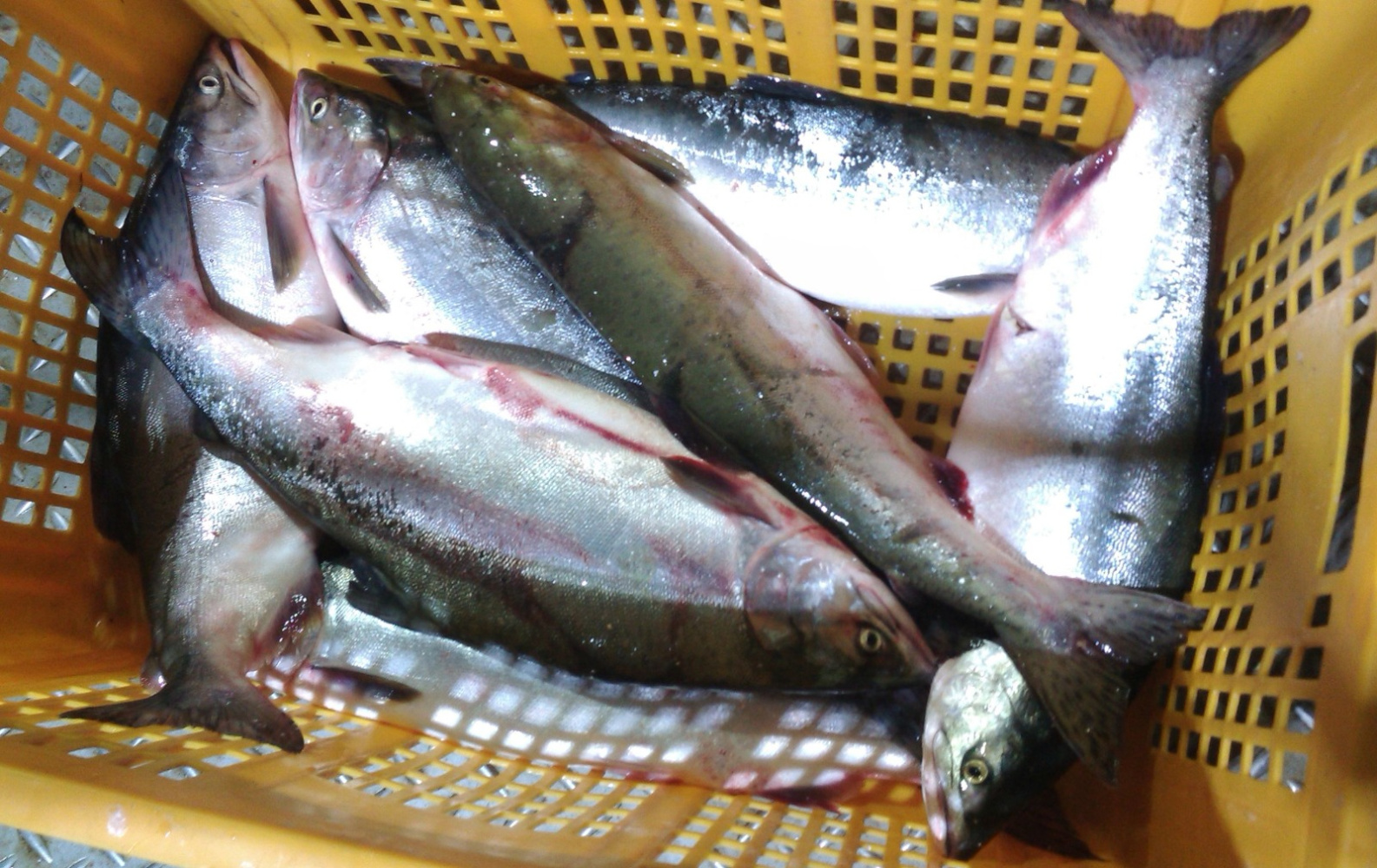 Рыбакам Хабаровского края увеличили лимиты на осеннюю кету