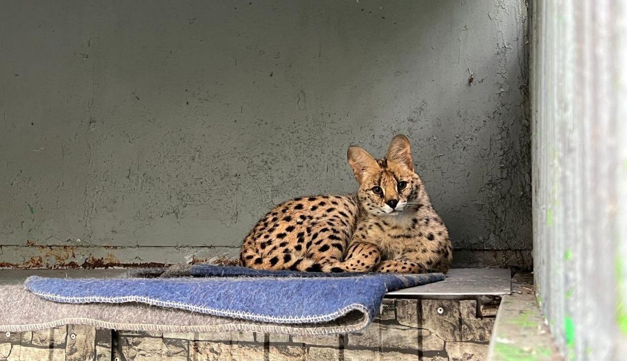 В комсомольский зооцентр «Питон» приехала пятнистая невеста для сервала Кая