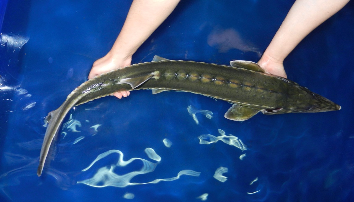 Редчайших сахалинских осетров выпустили в реку Тумнин в Хабаровском крае