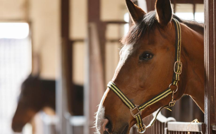 Окунуться в мистику и легенды Хабаровска предлагают горожанам в выходные
