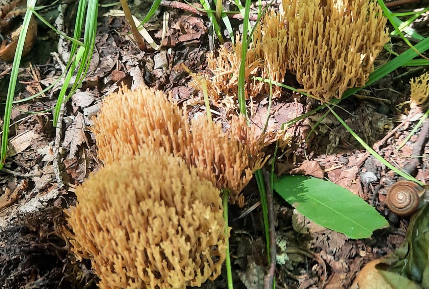 Ученый объяснил, почему в окрестностях Хабаровска всё ещё нет грибов